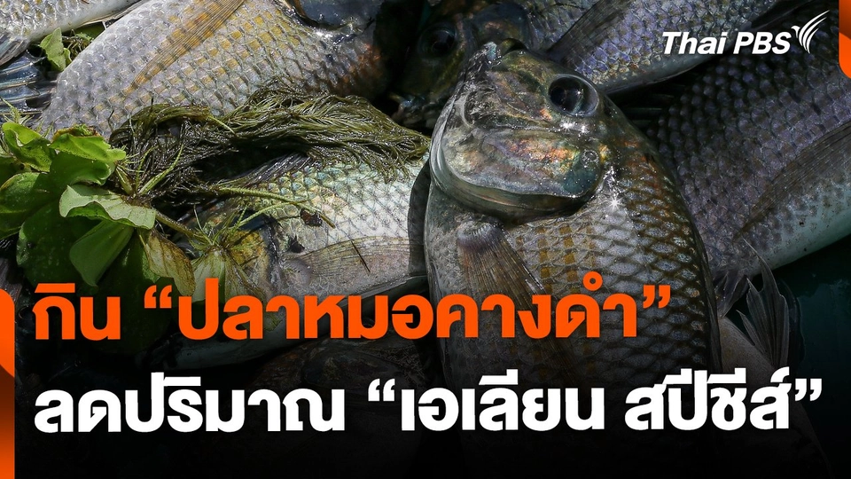 ส่งเสริมการกิน "ปลาหมอคางดำ" ลดปริมาณ "เอเลียน สปีชีส์"