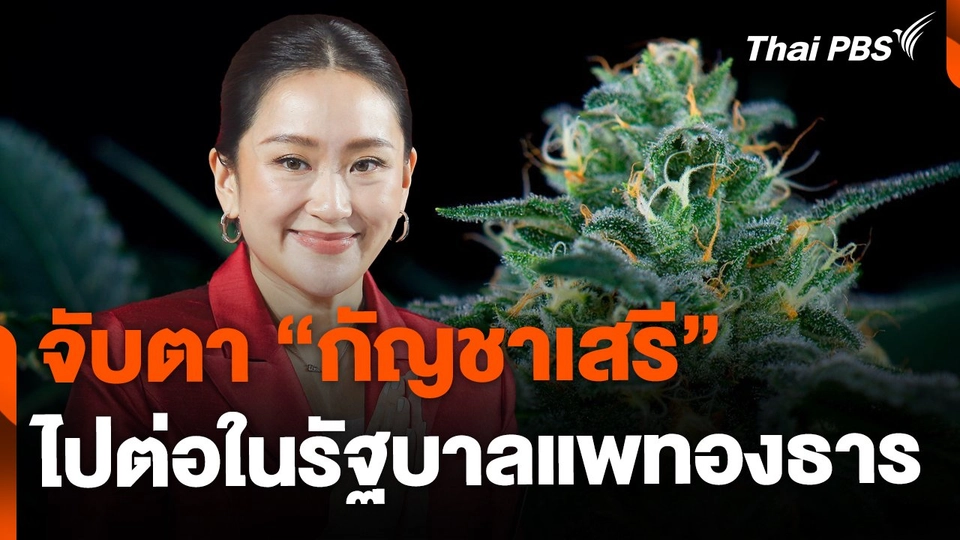 จับตานโยบายกัญชาเสรี รัฐบาลแพทองธาร