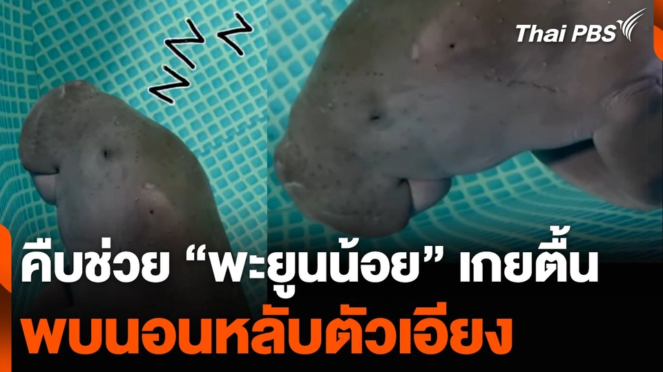 คืบช่วย “พะยูนน้อย” เกยตื้น พบนอนหลับตัวเอียง