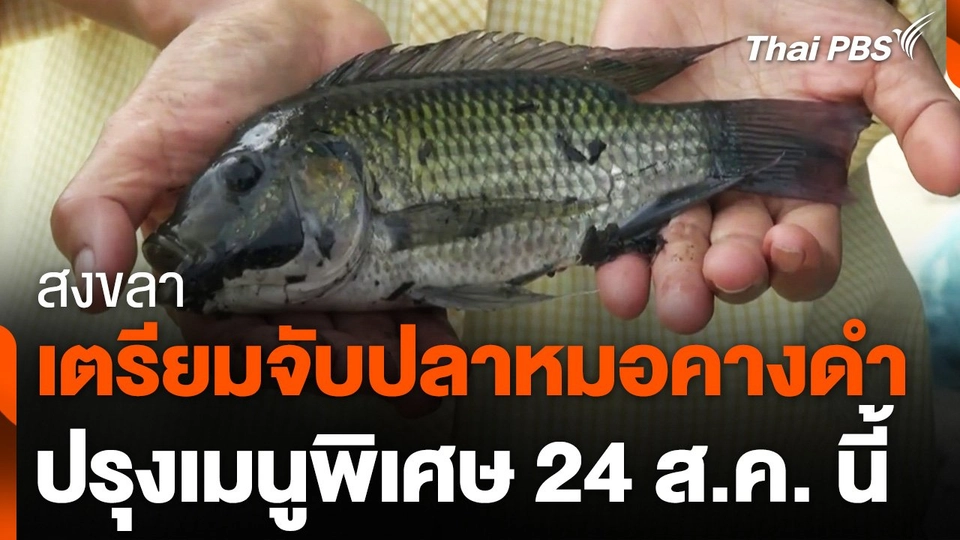 สงขลา เตรียมจับปลาหมอคางดำปรุงเมนูพิเศษ 24 ส.ค. นี้