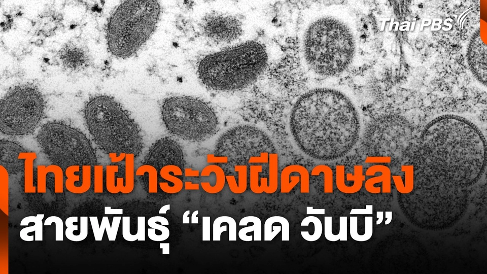 ไทยเฝ้าระวังฝีดาษลิง สายพันธุ์ "เคลด วันบี"
