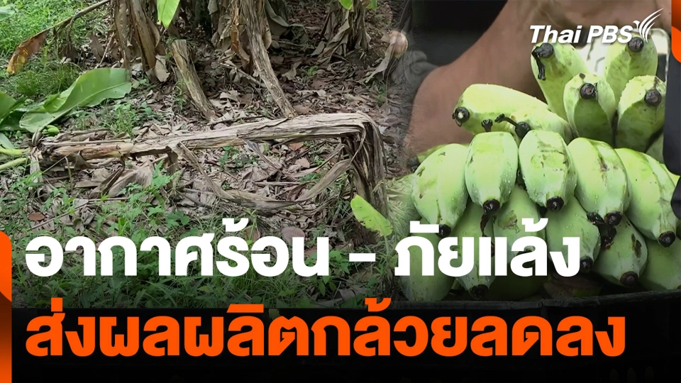 อากาศร้อน - ภัยแล้ง ส่งผลผลิตกล้วยลดลง
