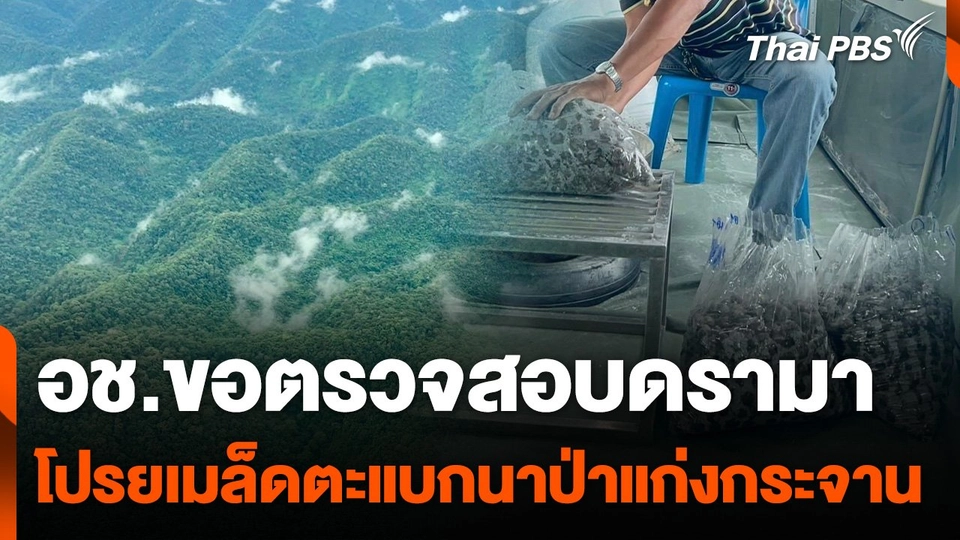 อช.ขอตรวจสอบดรามาเมล็ดตะแบกนาโปรยป่าแก่งกระจาน