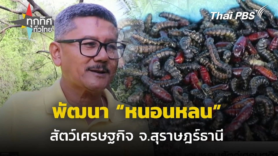 พัฒนา "หนอนหลน" สัตว์เศรษฐกิจ จ.สุราษฎร์ฯ