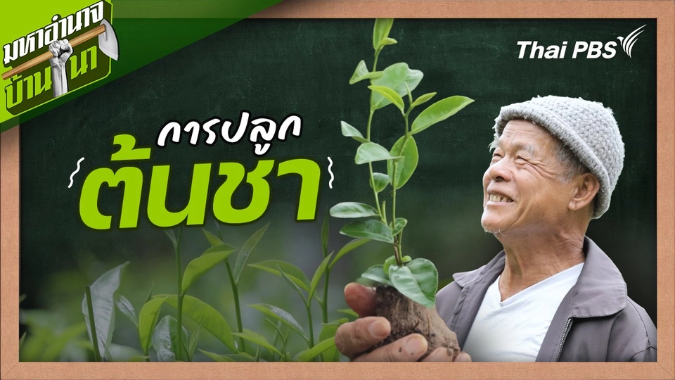 สูตรลับฉบับบ้านนา : การปลูกต้นชา