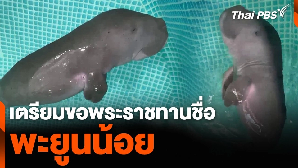 เตรียมขอพระราชทานชื่อ พะยูนน้อย