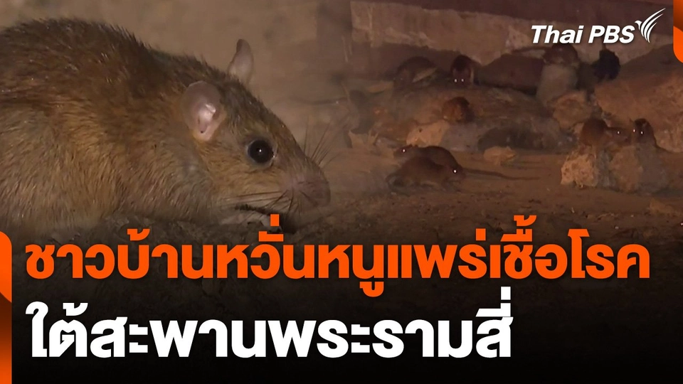 หวั่นหนูแพร่เชื้อโรค ใต้สะพานพระรามสี่
