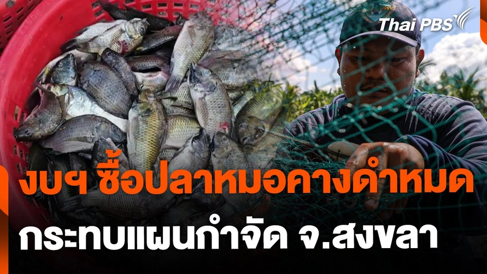กยท. งบฯ ซื้อปลาหมอคางดำหมด กระทบแผนกำจัด