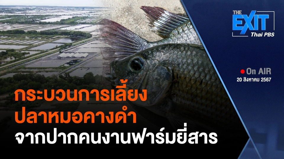 The EXIT : เปิดข้อมูลกระบวนการเลี้ยง "ปลาหมอคางดำ" จากคนงานฟาร์มยี่สาร