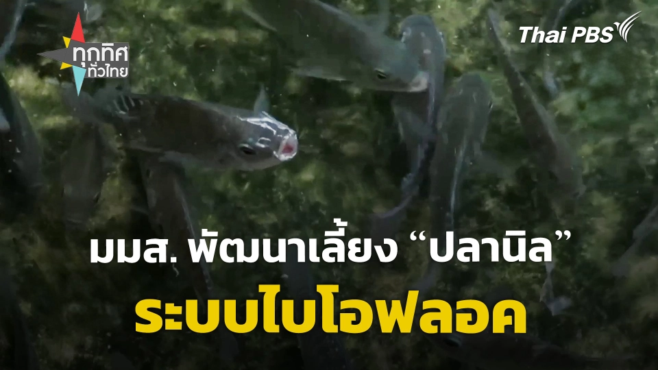 มมส. พัฒนาเลี้ยง "ปลานิล" ระบบไบโอฟลอค