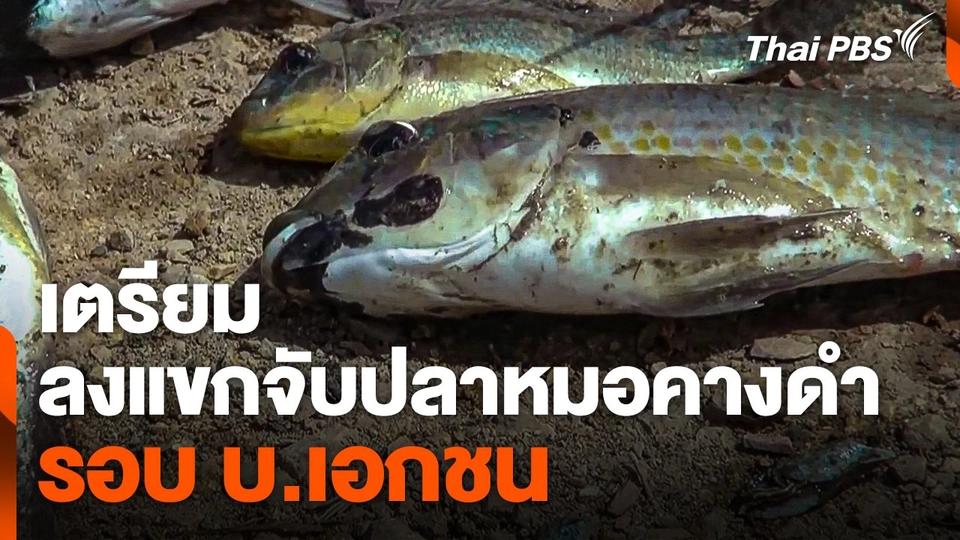 เตรียมลงแขกจับ "ปลาหมอคางดำ" รอบ บ.เอกชน