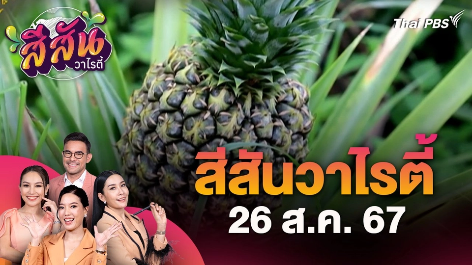 สีสันวาไรตี้ (26 ส.ค. 67) : ชาวบ้านจังหวัดตราด ปลูกสับปะรดพันธุ์มะม่วงและพันธุ์แตงโมยักษ์ ส่งขายรายได้ดี