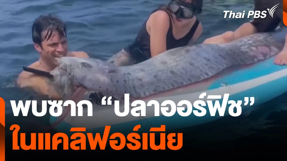 พบซาก "ปลาออร์ฟิช" หายากในแคลิฟอร์เนีย