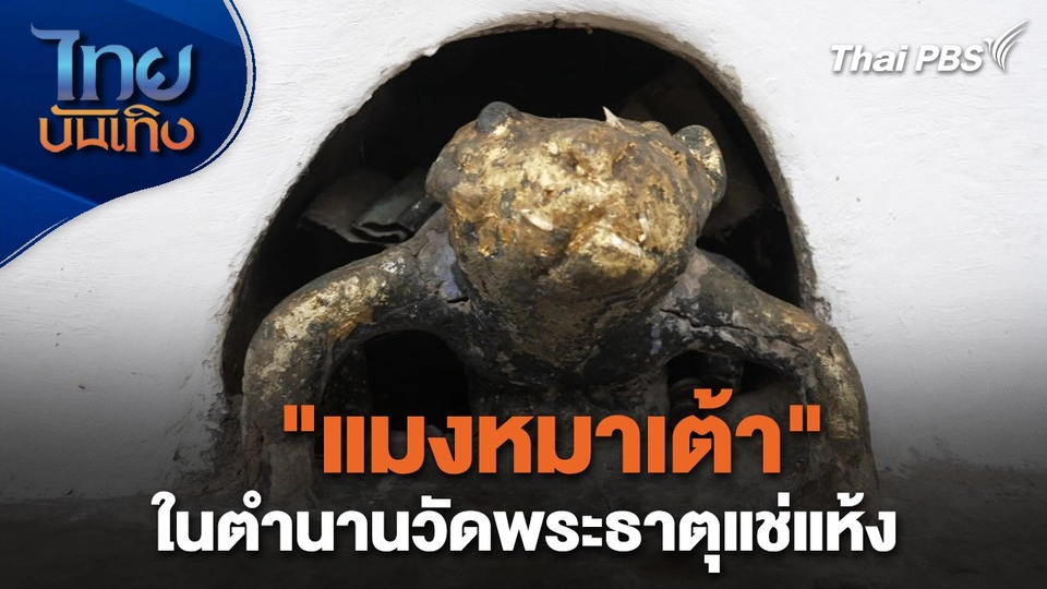 เรื่องนี้ตำนาน : "แมงหมาเต้า" ในตำนานวัดพระธาตุแช่แห้ง