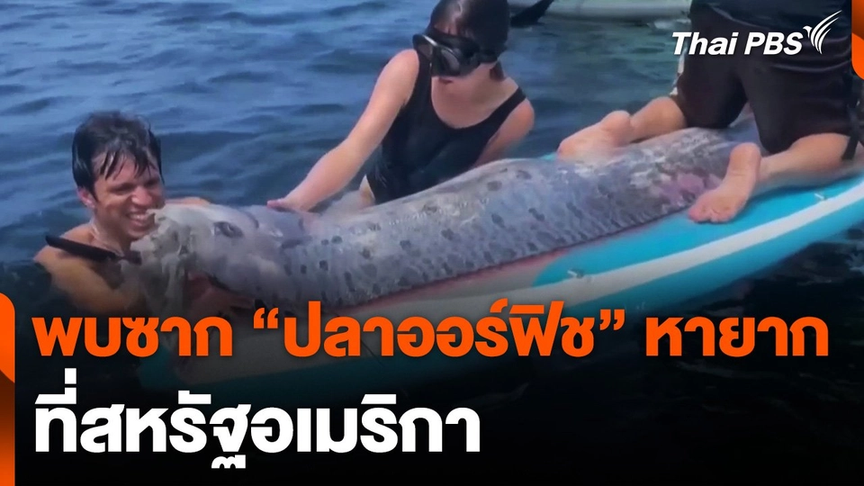 พบซาก "ปลาออร์ฟิช" หายาก ที่สหรัฐอเมริกา