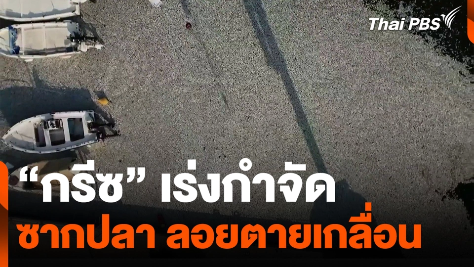 “กรีซ” เร่งกำจัดซากปลา ลอยตายเกลื่อน