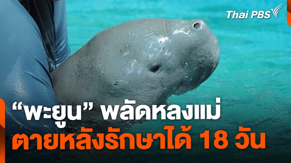 "พะยูน" พลัดหลงแม่ตายแล้ว หลังรักษาได้ 18 วัน