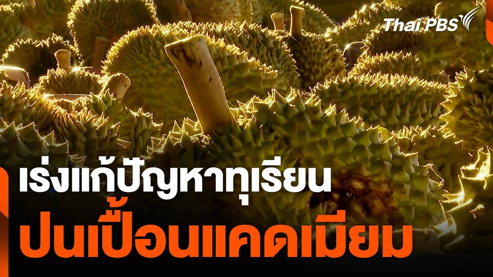 เร่งแก้ปัญหาทุเรียนปนเปื้อนแคดเมียม