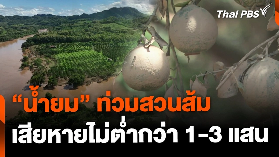น้ำยม จ.แพร่ ท่วมสวนส้ม ผลผลิตเสียหาย