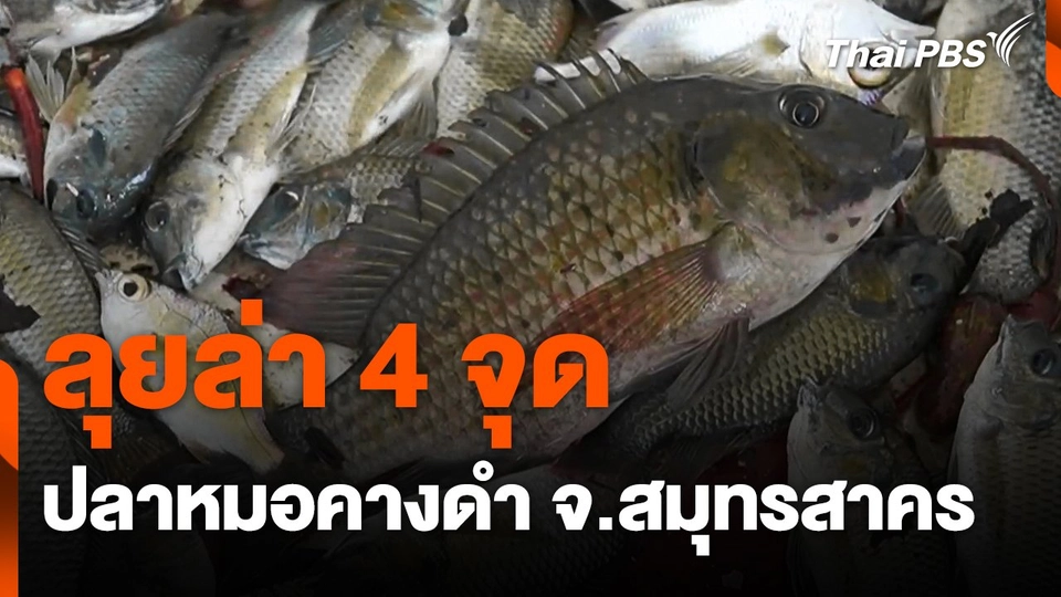 ลุย 4 จุด ล่า "ปลาหมอคางดำ" จ.สมุทรสาคร
