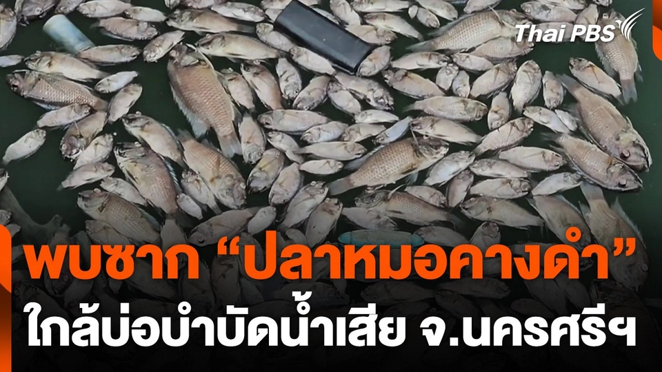 พบซากปลาหมอคางดำ ใกล้บ่อบำบัดน้ำเสีย จ.นครศรีธรรมราช