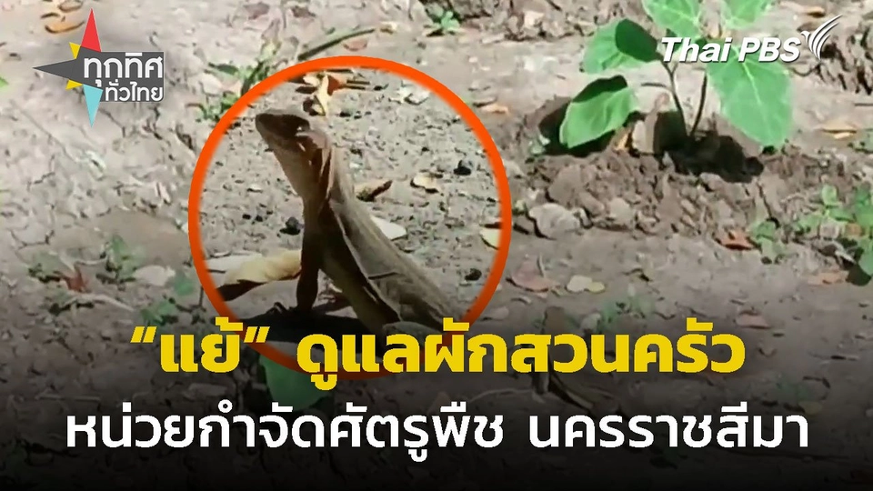 "แย้" ดูแลผักสวนครัว กำจัดศัตรูพืช จ.นครราชสีมา