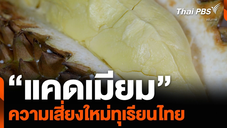 “แคดเมียม” ความเสี่ยงใหม่ทุเรียนไทย