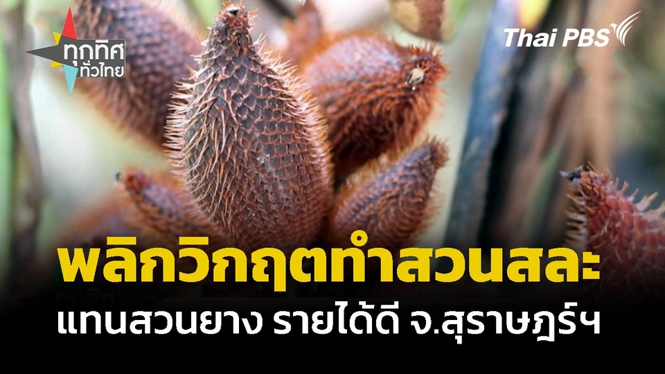 พลิกวิกฤตทำสวนสละ แทนสวนยางรายได้ดี จ.สุราษฎร์ฯ