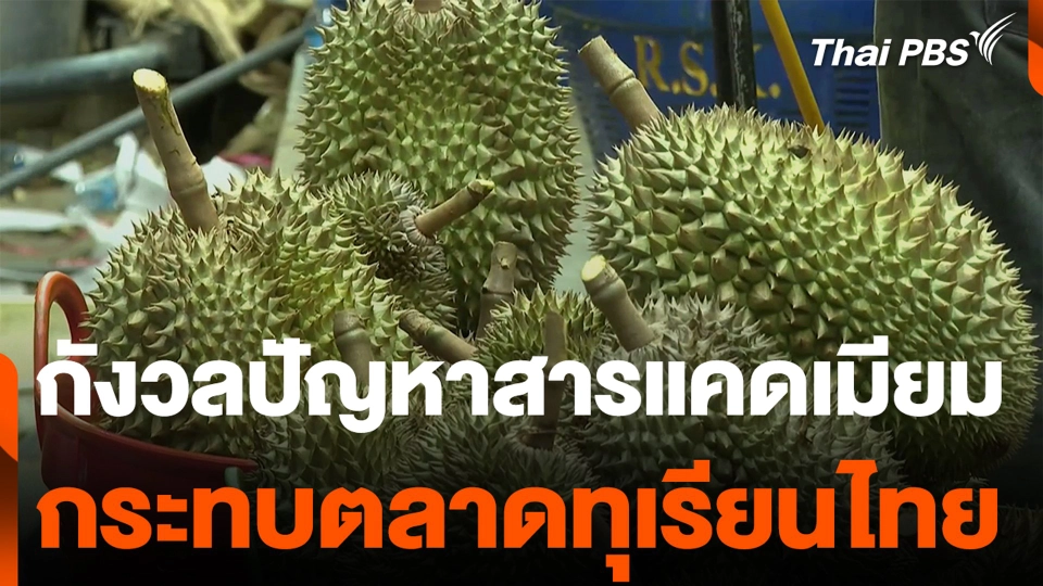 กังวลปัญหาสารแคดเมียม กระทบตลาดทุเรียนไทย