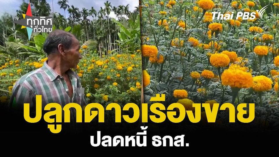 ชาว จ.ตรัง ปลูกดาวเรืองขาย ปลดหนี้ ธกส.