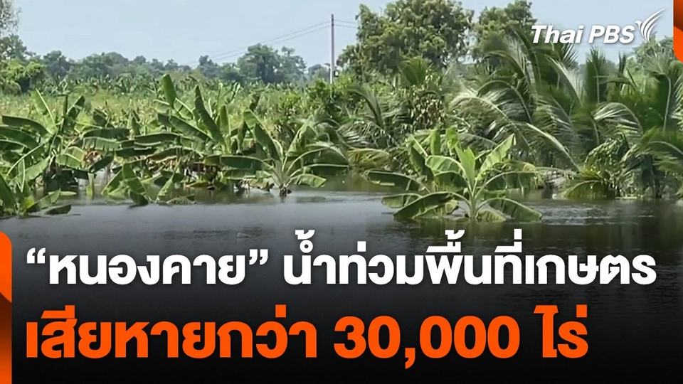 "หนองคาย" น้ำท่วมพื้นที่การเกษตร เสียหายกว่า 30,000 ไร่