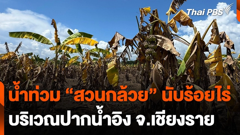 น้ำท่วม "สวนกล้วย" นับร้อยไร่ บริเวณปากน้ำอิง จ.เชียงราย