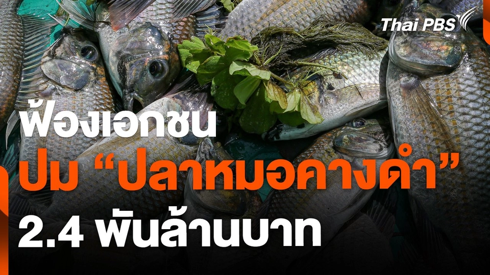 ฟ้องเอกชนจ่ายเยียวยา ปลาหมอคางดำ 2.4 พันล้านบาท