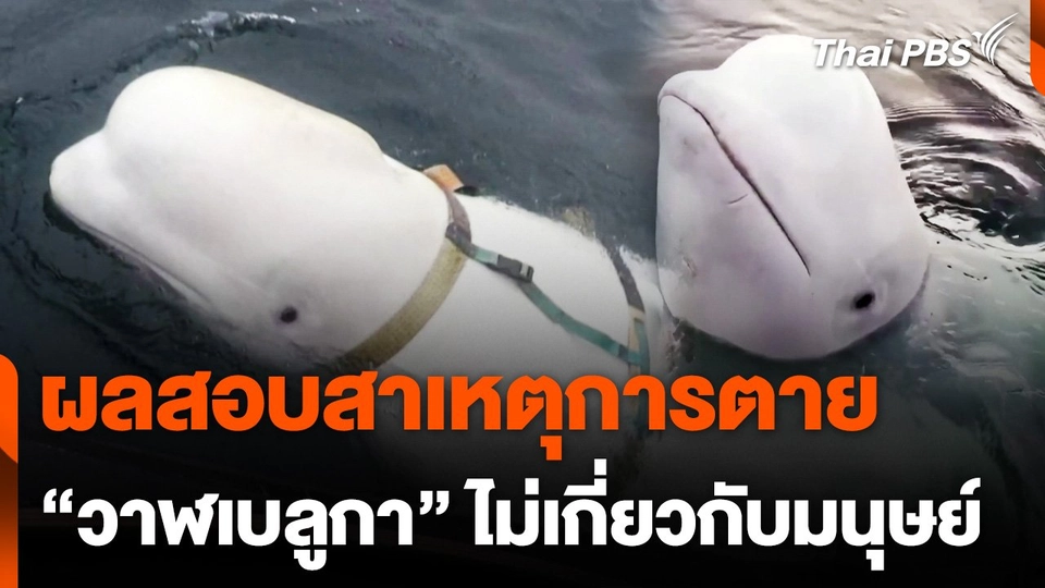 นอร์เวย์ชี้มนุษย์ไม่เกี่ยวเหตุวาฬเบลูกา "ฮวาลดิเมียร์" ตาย