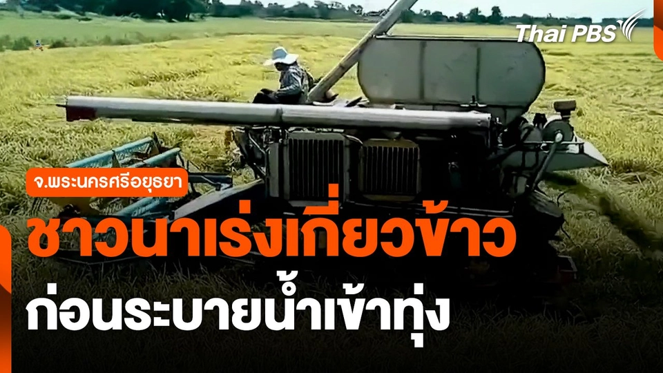 ชาวนา จ.พระนครศรีอยุธยา เร่งเกี่ยวข้าว ก่อนระบายน้ำเข้าทุ่ง