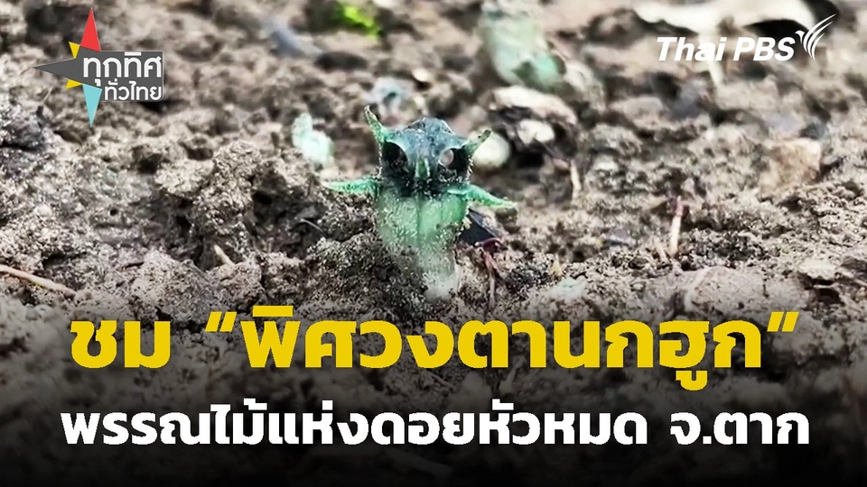 ชม "พิศวงตานกฮูก" พรรณไม้แห่งดอยหัวหมด จ.ตาก