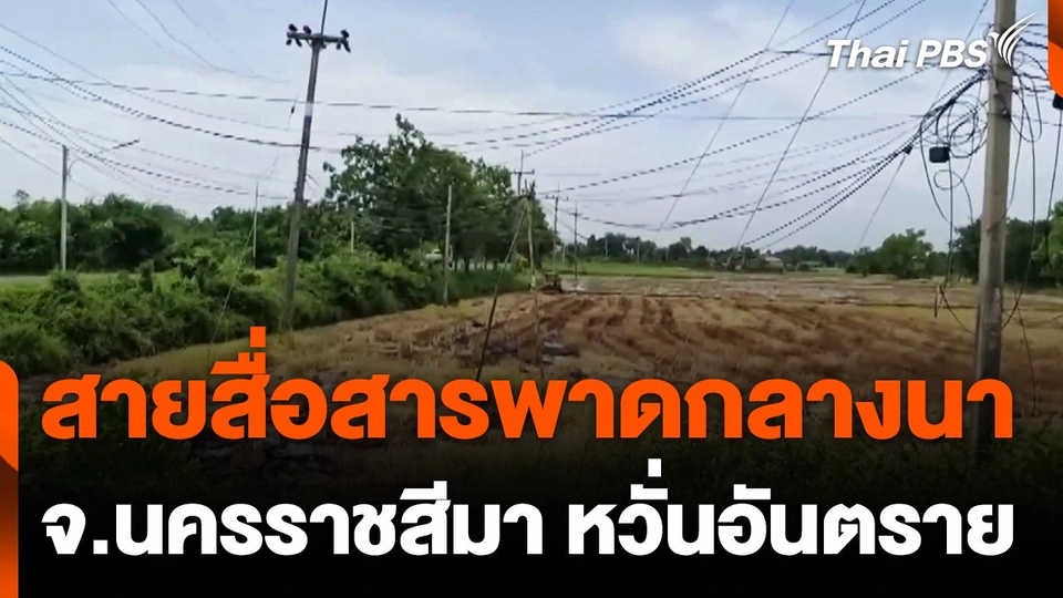 ชาวนาร้องสายสื่อสารพาดลงกลางนาหวั่นอันตราย จ.นครราชสีมา