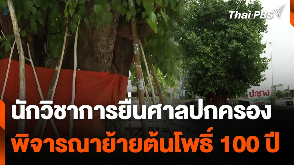 นักวิชาการยื่นศาลปกครองพิจารณาย้ายต้นโพธิ์ 100 ปี จ.เชียงใหม่