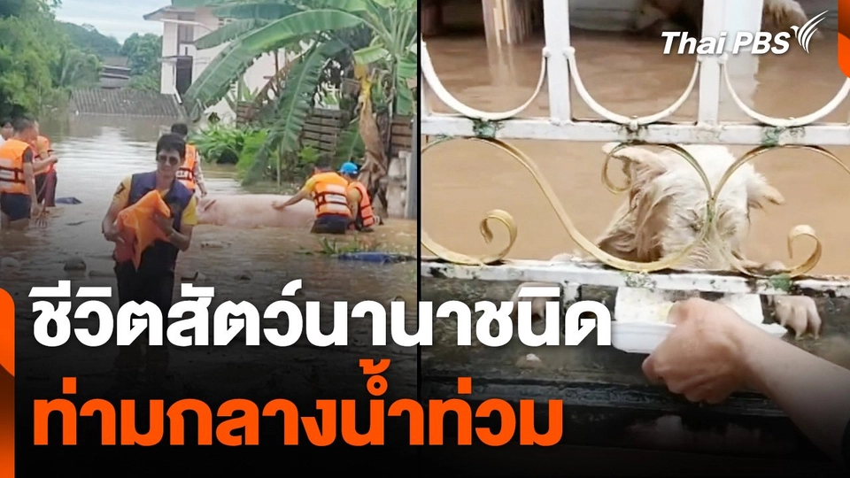 ชีวิตสัตว์นานาชนิดท่ามกลางน้ำท่วม