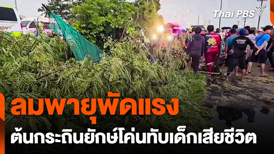 ลมพายุพัดแรง ต้นกระถินยักษ์โค่นทับเด็กเสียชีวิต