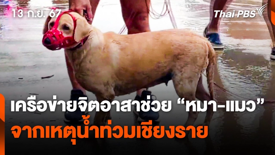 เครือข่ายจิตอาสาช่วย "หมา-แมว" จากเหตุน้ำท่วมเชียงราย