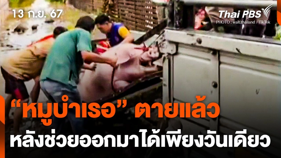 "หมูบำเรอ" ตายแล้ว หลังช่วยออกมาได้เพียงวันเดียว