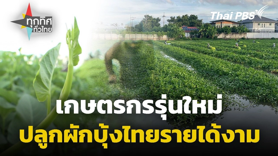 เกษตรกรรุ่นใหม่ปลูกผักบุ้งไทยรายได้งาม