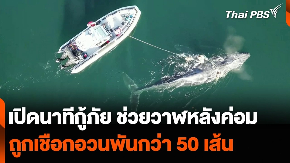เปิดนาทีกู้ภัยแคนาดา ช่วยวาฬหลังค่อม ถูกเชือกอวนพันกว่า 50 เส้น
