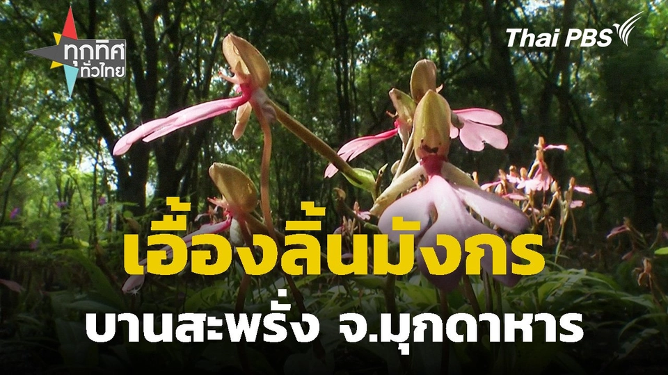 เอื้องลิ้นมังกรบานสะพรั่ง จ.มุกดาหาร