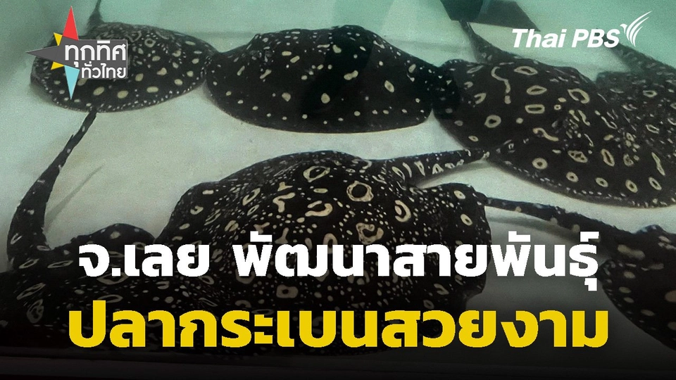 พัฒนาสายพันธุ์ปลากระเบนสวยงาม จ.เลย