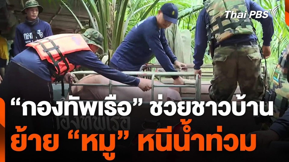 "กองทัพเรือ" ช่วยชาวบ้าน ย้าย "หมู" หนีน้ำท่วม