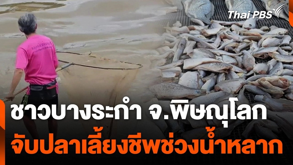 ชาวบางระกำ จ.พิษณุโลก จับปลาเลี้ยงชีพช่วงฤดูน้ำหลาก