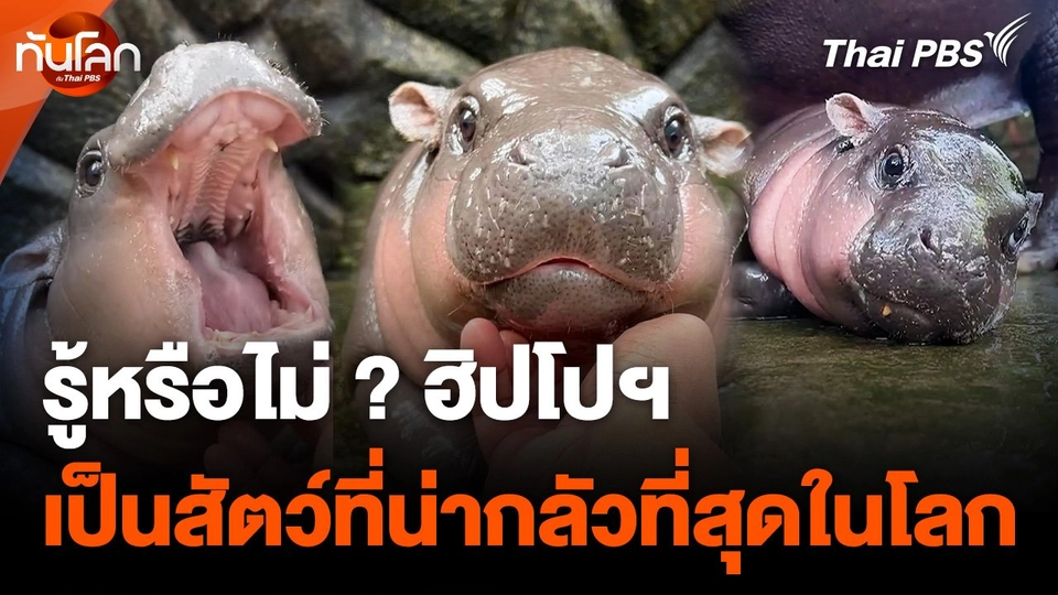 "หมูเด้ง" ซุปตาร์ฮิปโปแคระ ไวรัลทั่วโลก