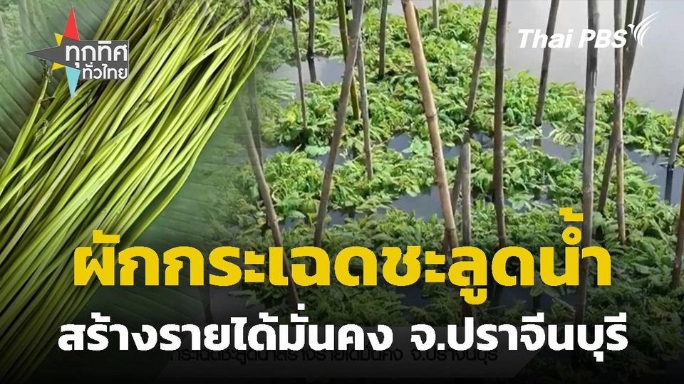 ผักกระเฉดชะลูดน้ำสร้างรายได้มั่นคง จ.ปราจีนบุรี